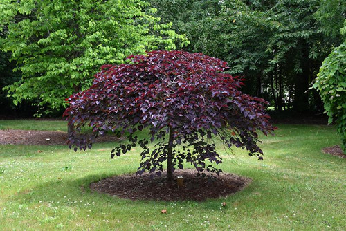 Other Dec. Tree Cercis canadensis Ruby Falls 303018 