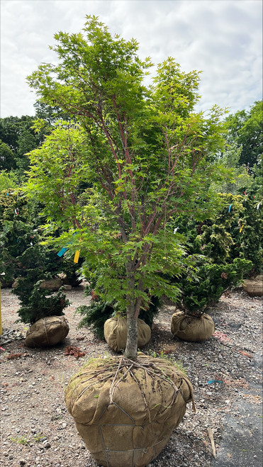 Acer palmatum Sango Kaku 243721