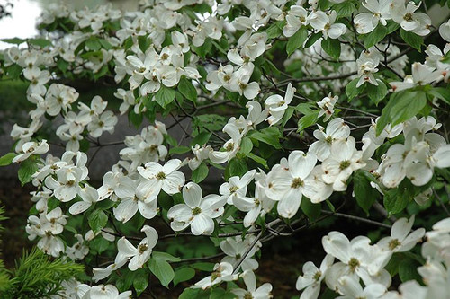  Cornus florida Cherokee Princess 222128 