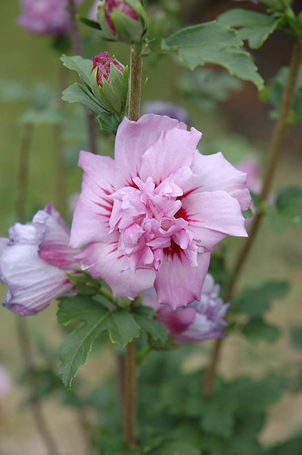 Other Deciduous Hibiscus syriacus Ardens 303015 