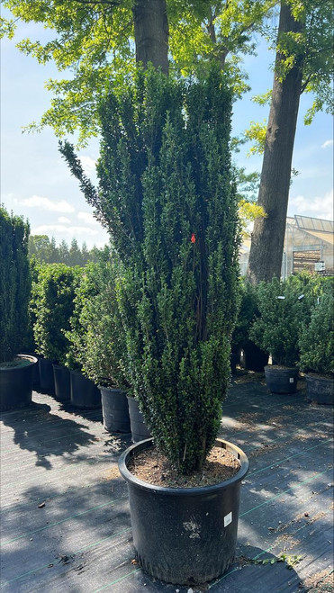  Ilex crenata Sky Pencil 173800 
