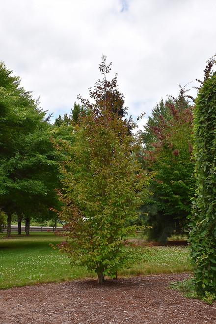 Parrotia persica JL Columnar 184852