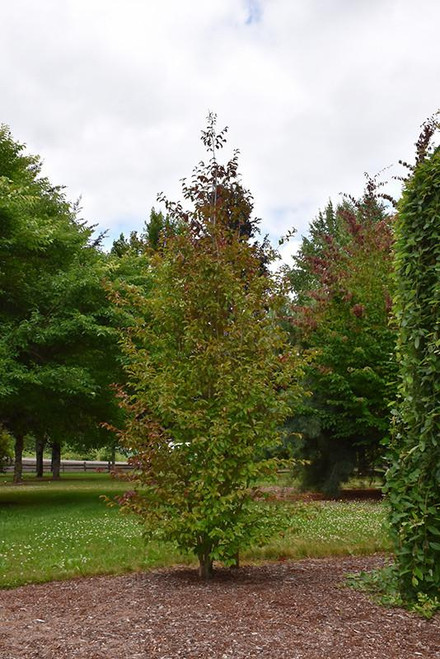 Other Dec. Tree Parrotia persica JL Columnar 184852 