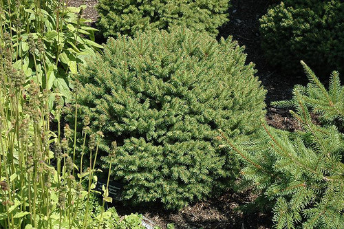  Picea abies Hildburghausen 246652 