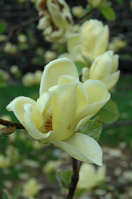 Magnolia x Lois 286765