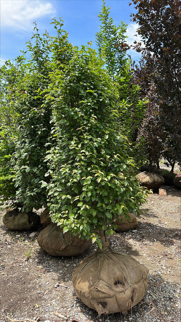 Parrotia persica Persian Spire 303280