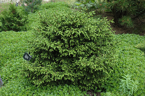 Picea orientalis Nigra Compacta 264184