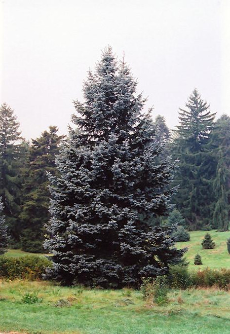 Picea pungens Hoopsii 274825 