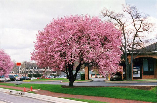 Prunus-tree Prunus cerasifera Thundercloud 181380 