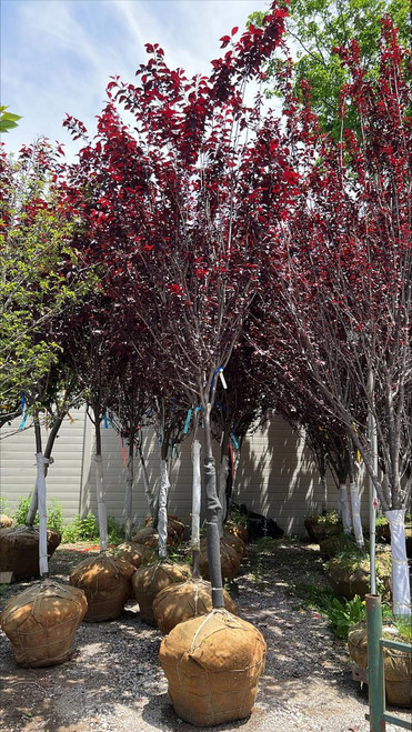 Prunus-tree Prunus cerasifera Krauter Vesuvius 181723 