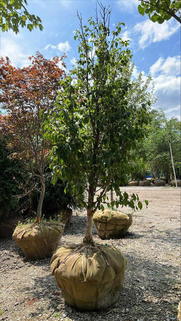 Stewartia pseudocamellia 192439