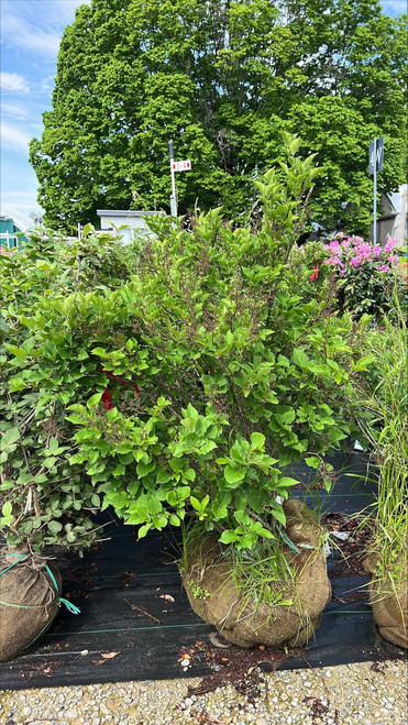  Syringa pubescens patula Miss Kim 217745 