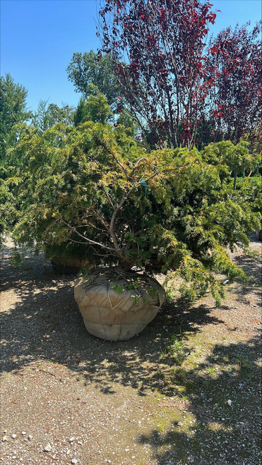  Taxus baccata Repandens 304673 