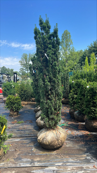 Taxus x media Flushing 253023