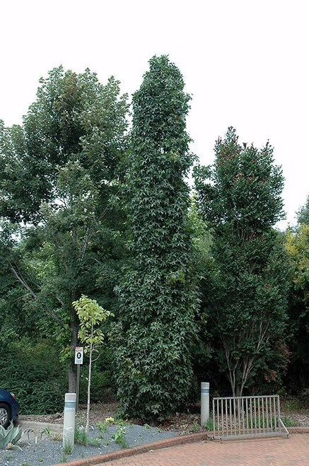 Other Dec. Tree Liquidambar styraciflua Slender Silhouette 279288 