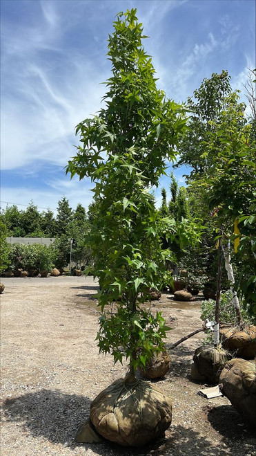 Other Dec. Tree Liquidambar styraciflua Slender Silhouette 279288 