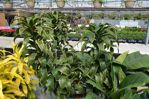10" Foliage DORADO 306544 