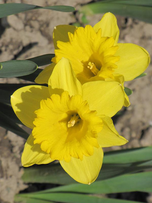 Bulbs DAFFODILS 6" 