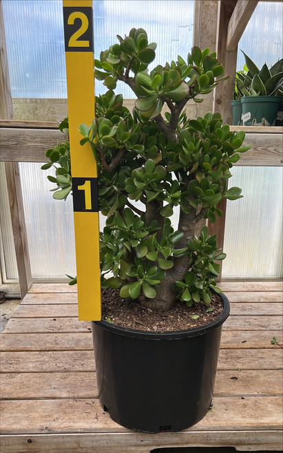 JADE PLANT 14"