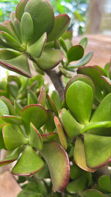 Cactus JADE PLANT 14" 
