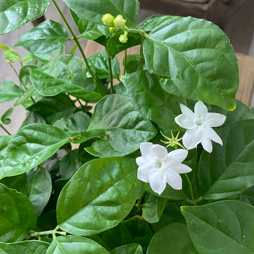 JASMINE SAMBAC 10"