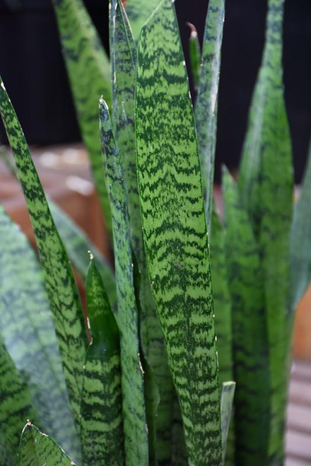 5-9" Foliage SANSEVIERIA ZEYLANICA/BL CL 6" 