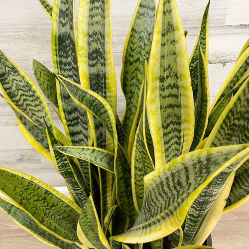 12" & Up Foliage SANSEVIERIA LAURENTII 14" 