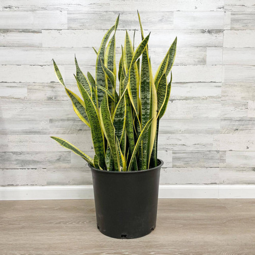 12" & Up Foliage SANSEVIERIA LAURENTII 14" 