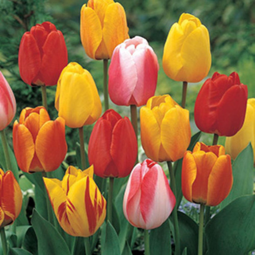 TULIP DARWIN HYBRID MIX 195747