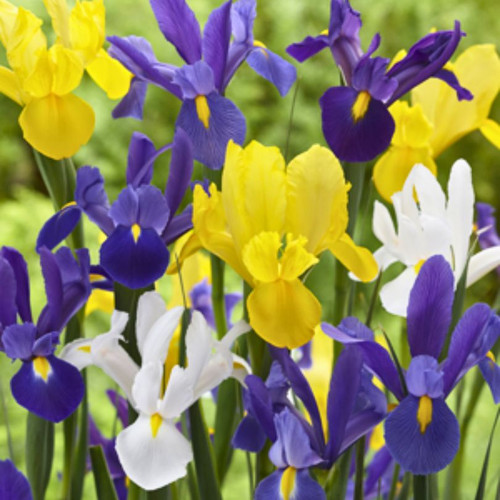 IRIS DUTCH IRIS MIX 100PK
