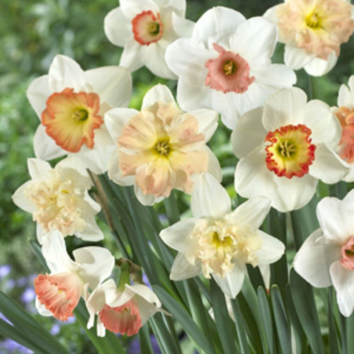 DAFF NARC PINK MIX 100 PK