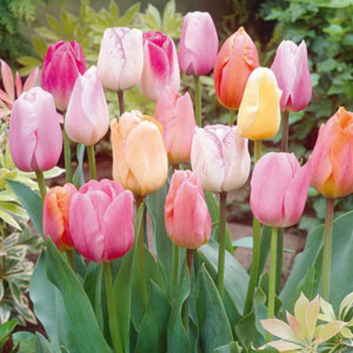 TULIP EASTER JOY MIX 100PK