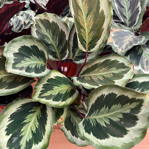 5-9" Foliage CALATHEA MEDALLION 6" 