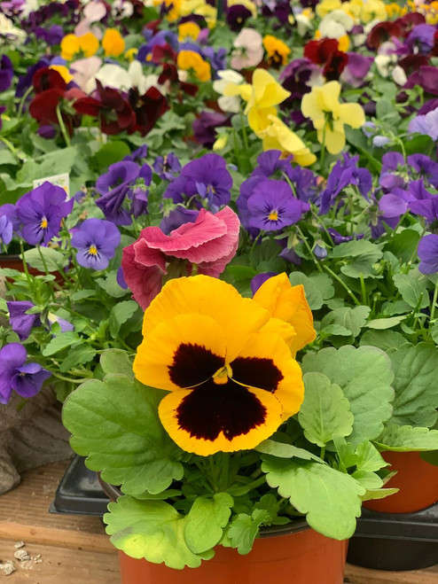 Pansy PANSY 6" 124307 