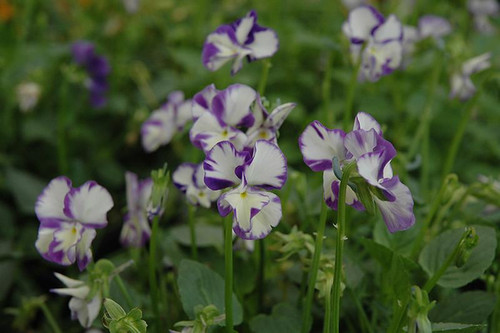 Pansy PANSY 4.5" 
