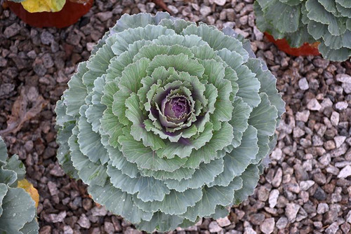 Fall Mums Cabbage/Kale 128235 