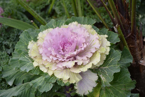 Fall Mums Cabbage/Kale 128235 