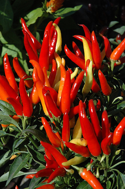 ORNAMENTAL PEPPER 240833