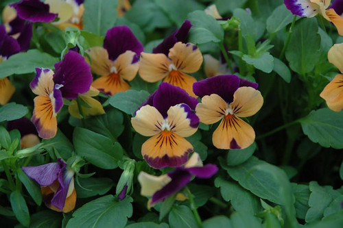 Pansy VIOLA 4.5" 