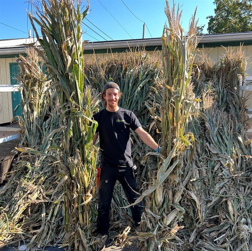 Corn Stalks CORN STALKS 162970 