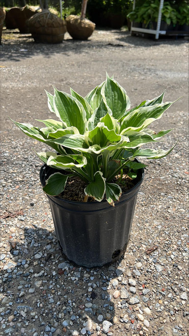  Hosta Patriot 172391 