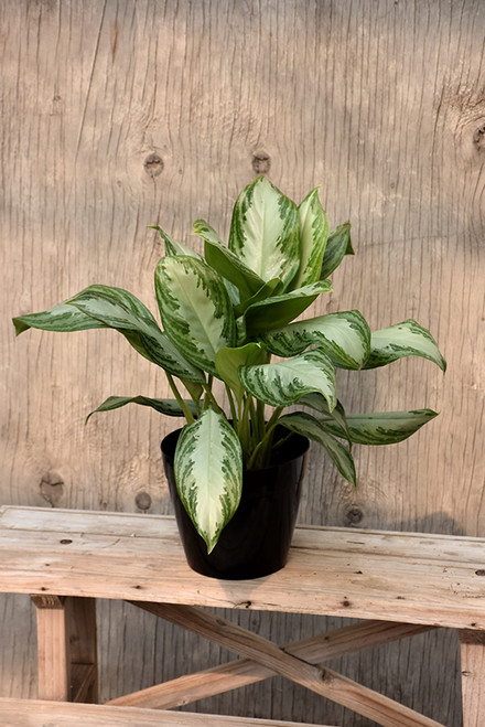 AGLAONEMA SNOW WHITE 6"