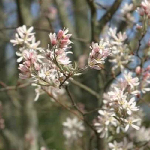 Amelanchier x grandiflora Robin Hill 305831