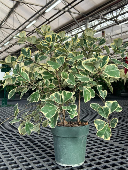 10" Foliage FICUS TRIANGULARIS 10" 