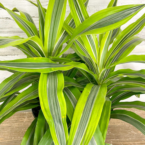 DRACAENA LEMON LIME 6"