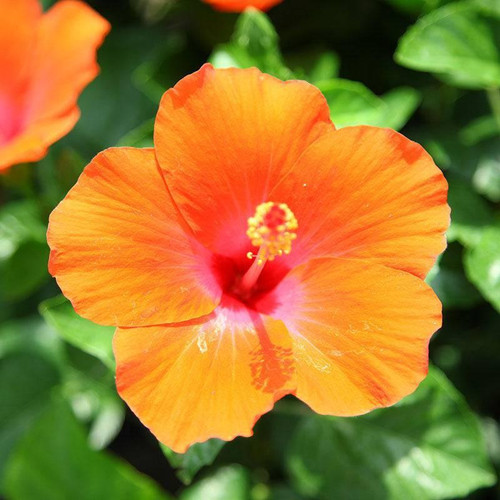 Hibiscus HIBISCUS BUSH 10"PREM TRADEWIN 