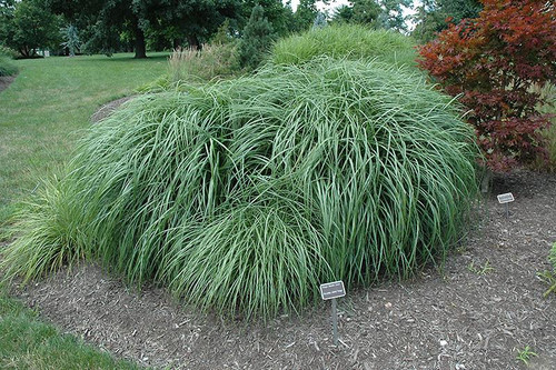  Miscanthus sinensis Adagio 172944 