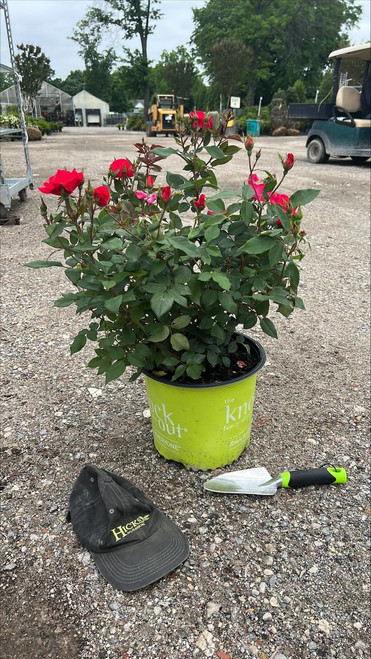 Shrub Rose Rosa Sh Red Knock Out 126266 