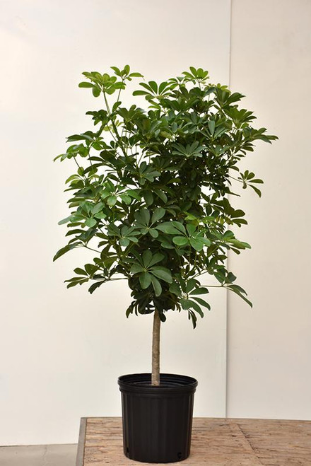 12" & Up Foliage ARBORICOLA  14"STD/BRAID 