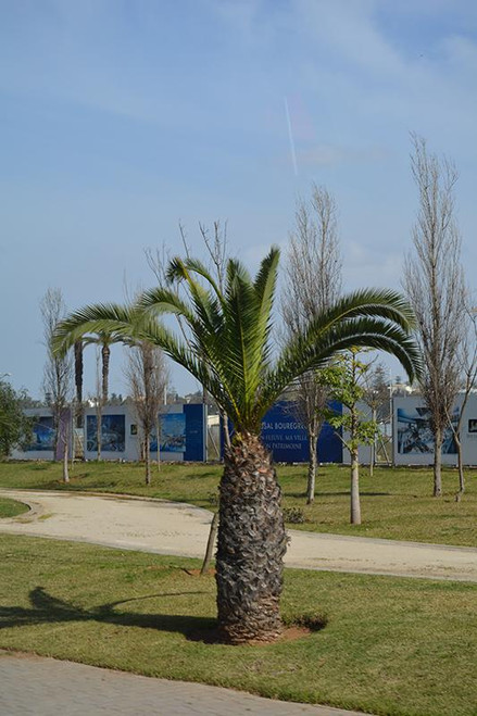 12" & Up Foliage DATE PALM 17"/15GAL 